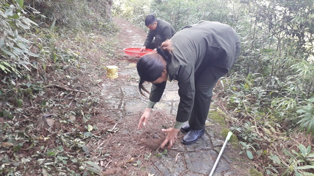 Thu lượm hạt Xích Tùng. Ảnh: Nguyễn Hùng