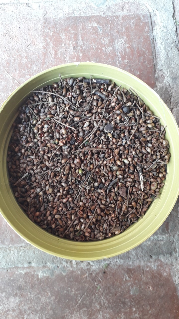 Thành quả sau một ngày thu lượm. Ảnh: Nguyễn Hùng