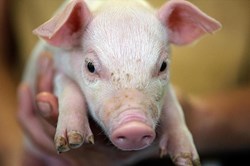 Nóng nhất hôm nay: Một chú lợn “nộp đơn kiện” lên toà án Đức