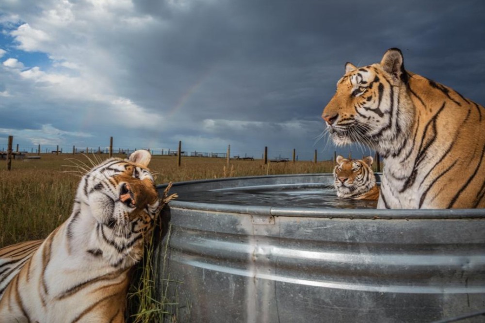 Clay, Daniel và Enzo, 3 trong số 39 con hổ được giải cứu từ một công viên động vật ở Oklahoma, tập trung tại một hồ bơi tại Khu bảo tồn Động vật hoang dã ở Keenesburg, Colorado, Mỹ. Những con hổ này sẽ sống ở đây với chế độ dinh dưỡng và chăm sóc  thích hợp. Ảnh: Steve Winter/National Geographic