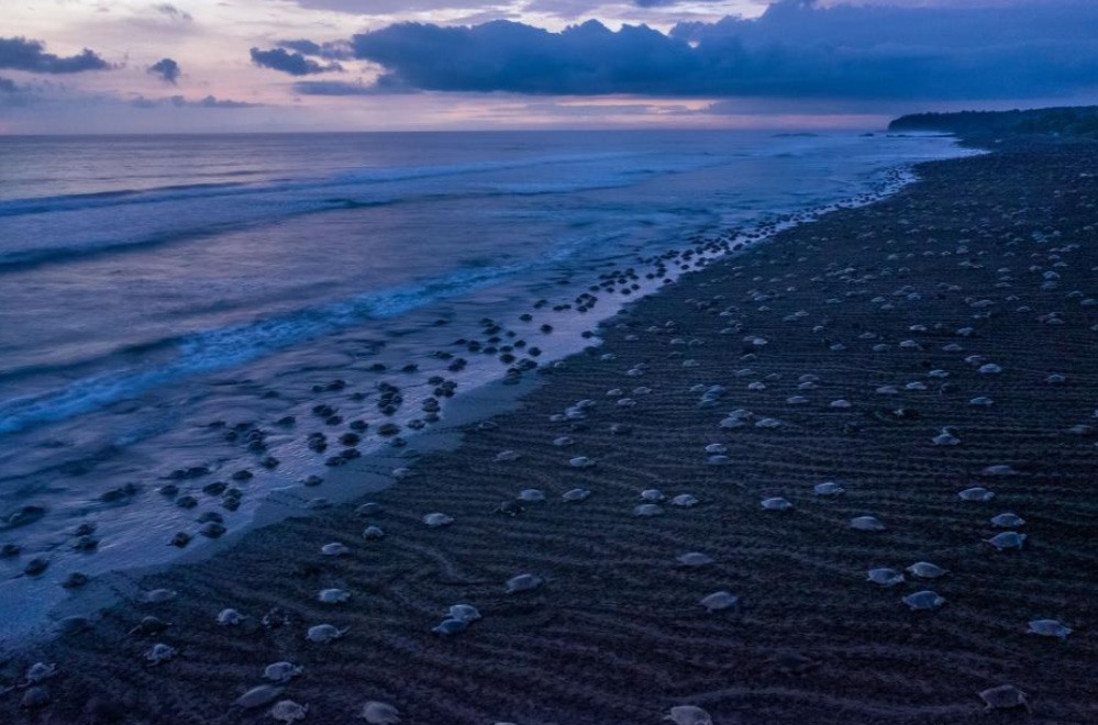 Một hoặc hai lần một tháng trong mùa mưa Costa Costa, hàng chục nghìn con rùa biển cái lên bờ đẻ trứng. Rùa con nở khoảng 45 ngày sau đó. Ảnh: Thomas P.Peschak/National Geographic