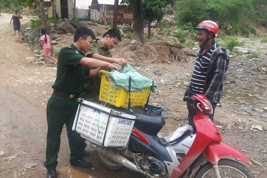Lực lượng chức năng tăng cường kiểm tra, kiểm soát vận chuyển lợn, sản phẩm từ thịt lợn. Ảnh: Hùng Phong