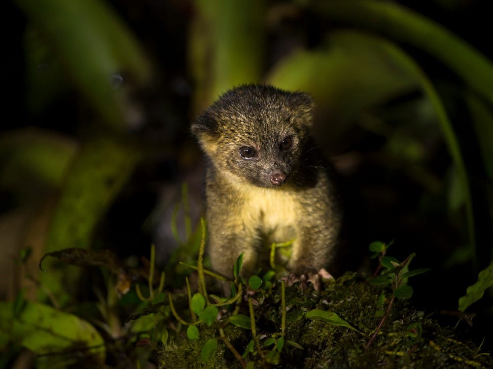 Olinguito - loài động vật có vú thuộc họ gấu mèo - là loài thú ăn thịt đầu tiên được phát hiện ở Tây bán cầu kể từ những năm 1970. Năm 2013, một nhà nghiên cứu đã phát hiện ra mẫu vật hàng chục năm tuổi của một loài thú ăn thịt nhỏ được dán nhãn là olingo ở Bảo tàng Chicago Field. Vì mẫu vật có hình dáng tương tự olingo nhưng kích cỡ nhỏ hơn nên nhóm nghiên cứu đã đi vào những rừng rậm ở Ecuador để tìm loài động vật này. Tên của Olinguito bắt nguồn từ tiếng Tây Ban Nha có nghĩa là “olingo bé nhỏ“. Ảnh: Getty.