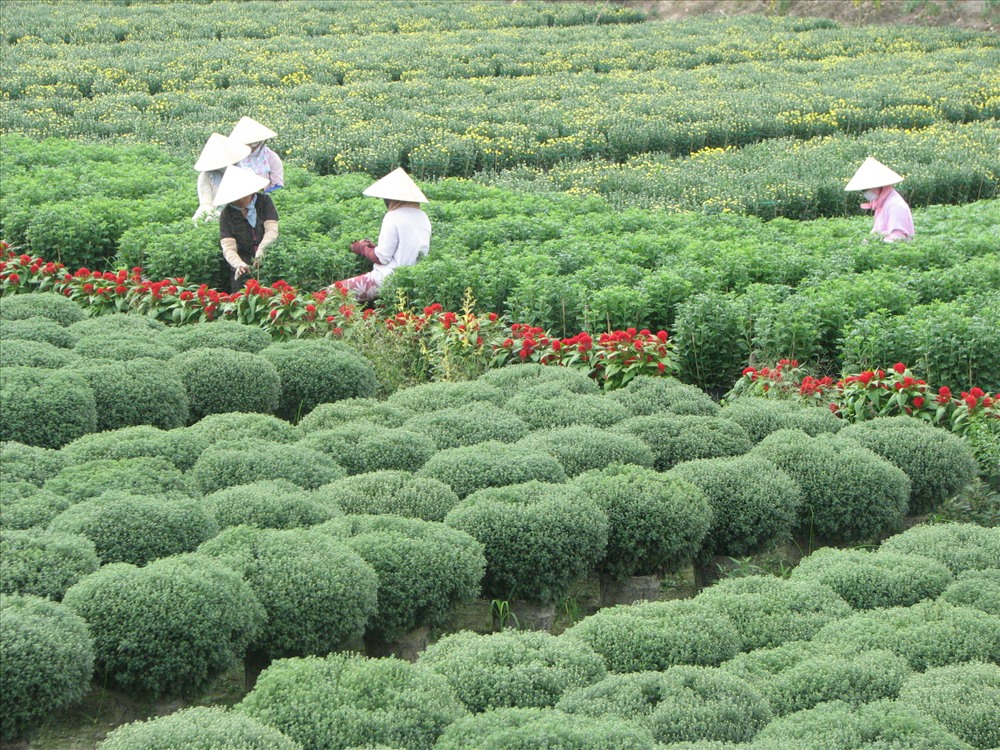 Vụ hoa kiểng Tết ở Bến Tre đang bị mặn đe dọa. Ảnh: KQ