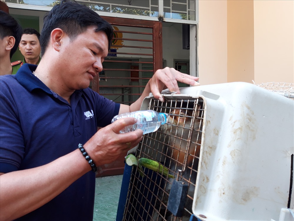 Lực lượng chức năng tiếp nước cho voọc chà vá chân xám. Ảnh: Đình Trọng