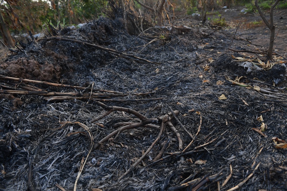“Vườn nhà tôi bị đốt trụi với 50 gốc cây nhãn và 70 gốc cây bưởi. Những cây này gia đình tôi trồng được 7 năm, chuẩn bị cho thu hoạch thì bị thế này. Tổng thiệt hại của gia đình tôi khoảng 200 triệu đồng”, bà Tuyết nghẹn ngào nói.