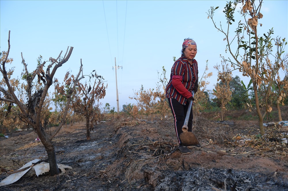 Đứng giữa mảnh vườn bỏ công sức 7 năm nay chăm sóc bị cháy trụi sau 1 đêm, bà Phạm Thị Tuyết (64 tuổi) không khỏi xót xa khi vườn cây ăn quả của nhà mình bị cháy rụi, không rõ nguyên nhân.
