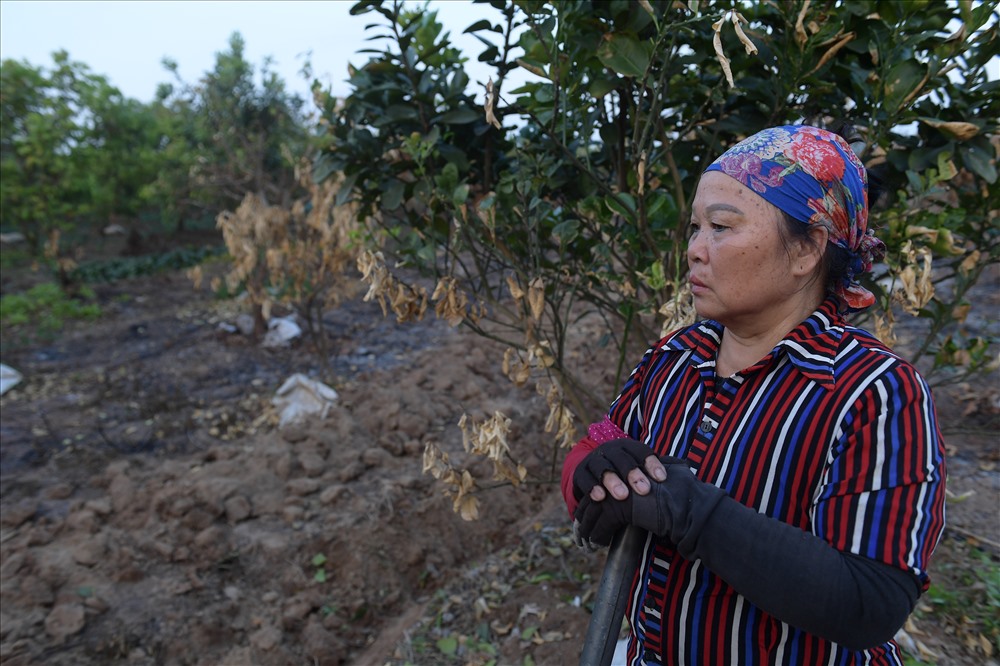 Bà Tuyết cho biết, sau khi báo cáo lên chính quyền, ngày 19/12 công an huyện đã xuống đó đạc điện tích vườn bị cháy và thống kê số cây bị chết, đồng thời tiến hành lấy lời khai để điều tra nguyên nhân vụ việc.