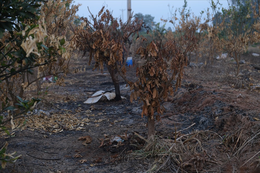 Theo ghi nhận của Lao Động, có khoảng 260 cây ăn trái các loại như bưởi, nhẵn, hồng xiêm... (với diện tích khoảng 5 sào), của 3 hộ gia đình nói trên bị đốt cháy.