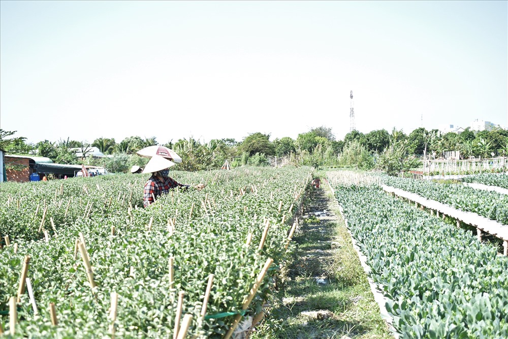 Những nông dân của Làng hoa Bà Bộ - Phú Thọ ra chăm chút vườn hoa của nhà trồng để ra hoa đúng thị trường dịp Tết. Ảnh: Thành Nhân.
