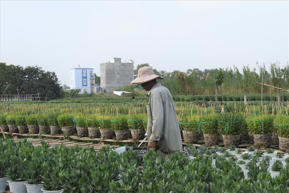 Những nông dân của Làng hoa Bà Bộ - Phú Thọ ra chăm chút vườn hoa của nhà trồng để ra hoa đúng thị trường dịp Tết. Ảnh: Thành Nhân.
