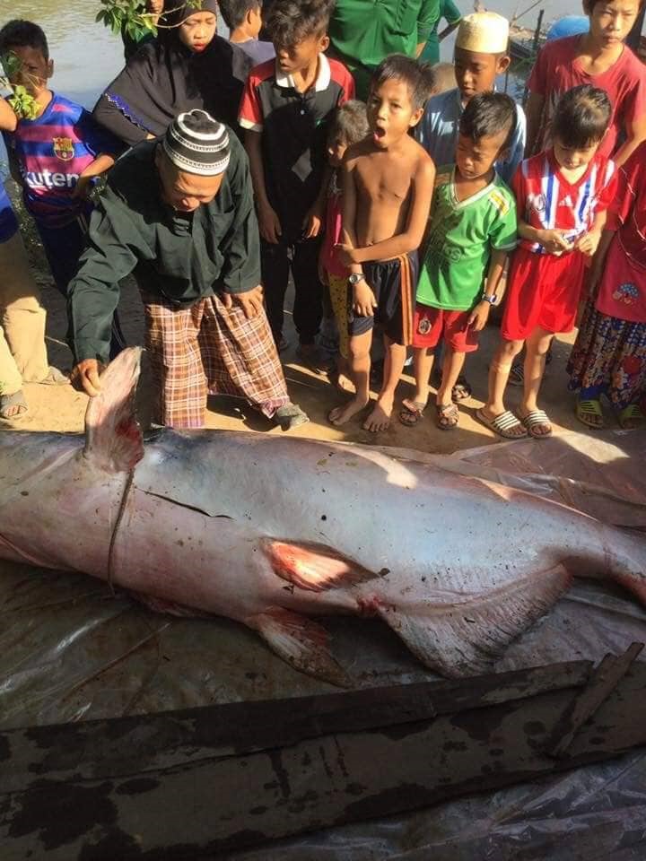 con cá tra được đem lên đường