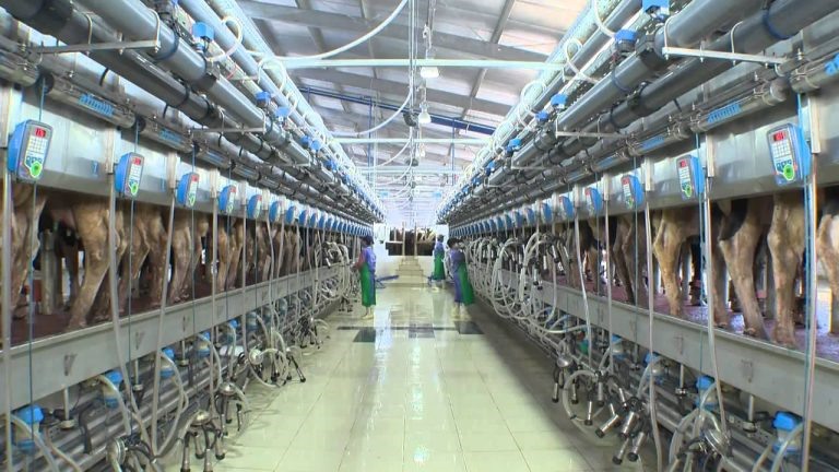 Sữa nguyên liệu TH hoàn toàn không tiếp xúc với không khí mà được làm lạnh ngay lập tức sau khi ra khỏi bầu vú bò.