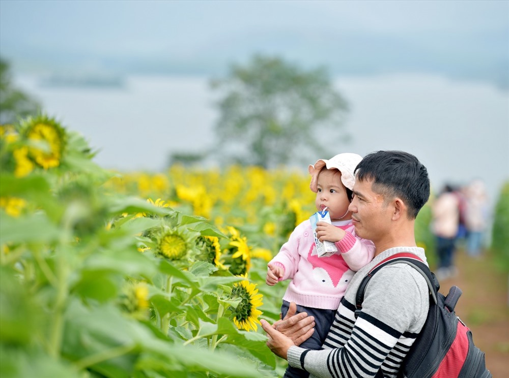 Du khách tới Lễ hội Hoa hướng dương vào 27-29.12 có thể kết hợp du lịch ngắm hoa với tham quan quy trình chăn nuôi bò sữa và sản xuất sữa tươi sạch TH true MILK.