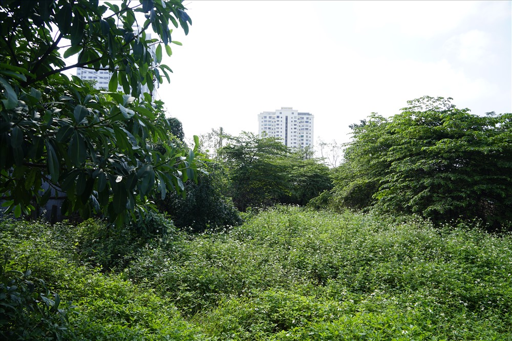 Đến nay, đã 12 năm trôi qua, dự án vẫn “án binh bất động”. Toàn bộ khu đất bị bỏ hoang, cây dại, cỏ hoang mọc um tùm. Ảnh: QĐ