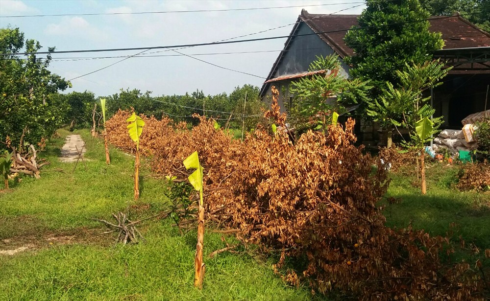 Cận cảnh vườn quýt sau khi đốn hạ. Ảnh: LT