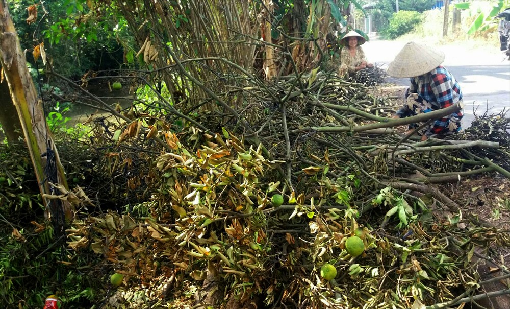 Chặt quýt chết làm củi. Ảnh: LT