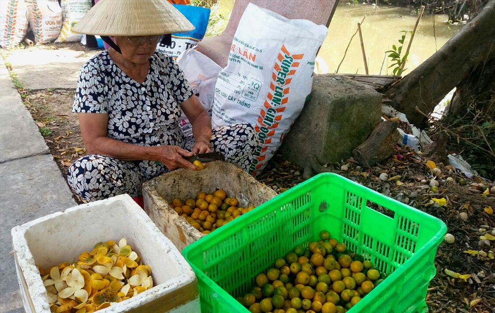Tận dụng quýt rụng non lấy vỏ bán cho các cơ sở chế biến trần bì. Ảnh: LT