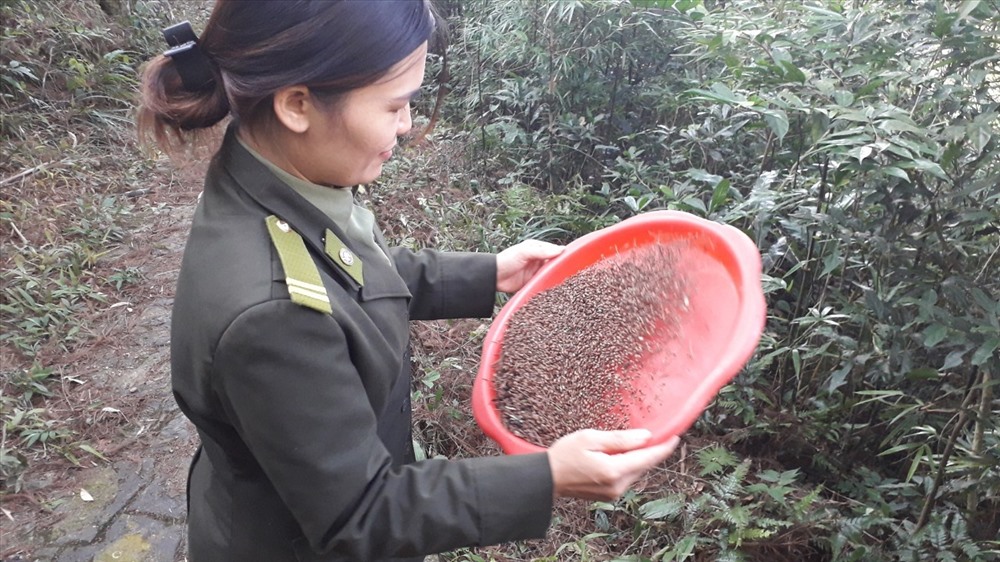 Thu gom hạt cây Xích Tùng cổ Yên Tử. Ảnh: Nguyễn Hùng