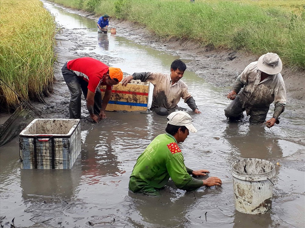 Bắt tôm càng trên ruộng lúa (ảnh Nhật Hồ)