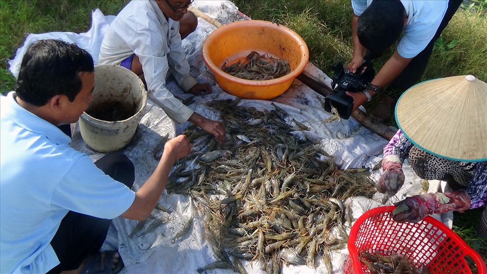 Thu hoạch tôm càng có thêm một nguồn thu nhập đáng kể (ảnh Nhật Hồ)