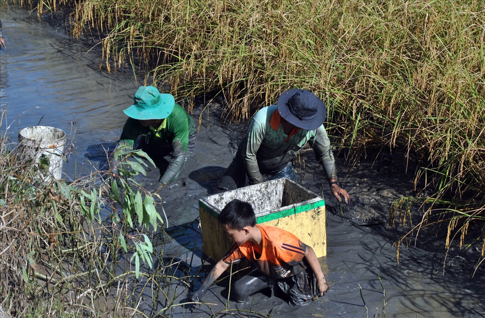 Bắt tôm càng trong ruộng lúa tại huyện Phước Long, Bạc Liêu (ảnh Nhật Hồ)