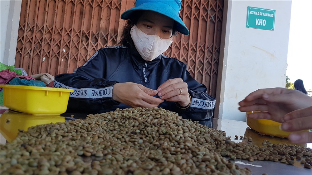 Sau khi xát vỏ, một lần nữa càphê sẽ được kiểm ta lại để loại bỏ những hạt càphê lép, mốc, lẫn tạp chất... Ảnh: Kh.V