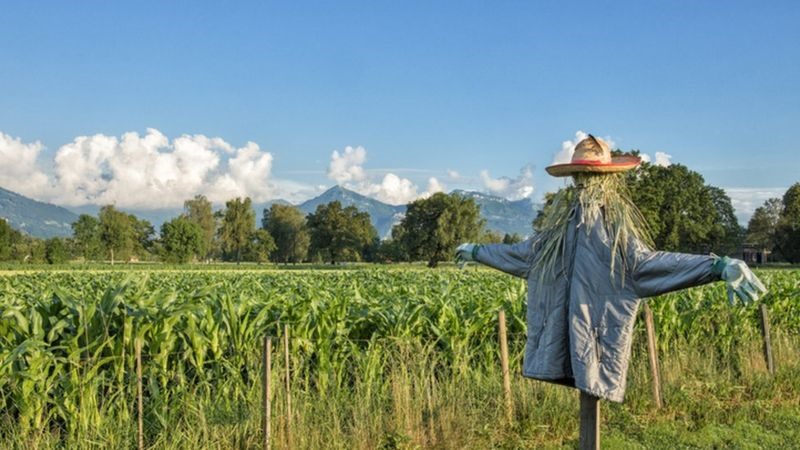 Bù nhìn giấy được đốt vào đêm giao thừa ở Ecuador. Ảnh: Getty