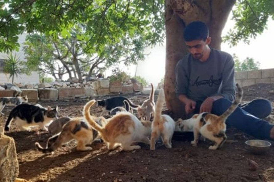 Thị trấn Kafr Nabl, Syria có số mèo đông hơn số dân. Ảnh: BBC