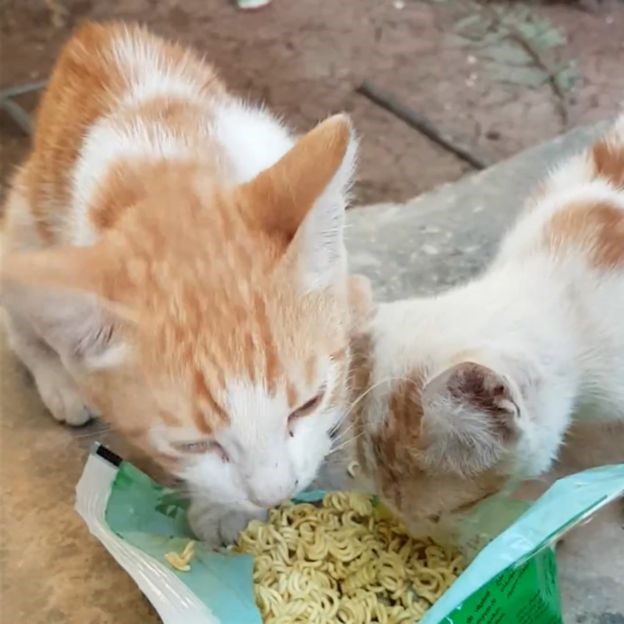 Dù trong hoàn cảnh khắc nghiệt như nào, những con mèo ở thị trấn Kafr Nabl vẫn được chăm sóc, cho ăn và uống nước. Ảnh: BBC