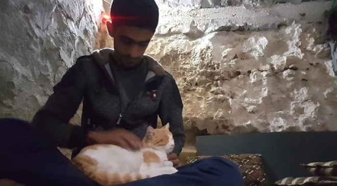 Các con mèo ở thị trấn Kafr Nabl luôn được nhận tình thương từ người dân. Ảnh: BBC