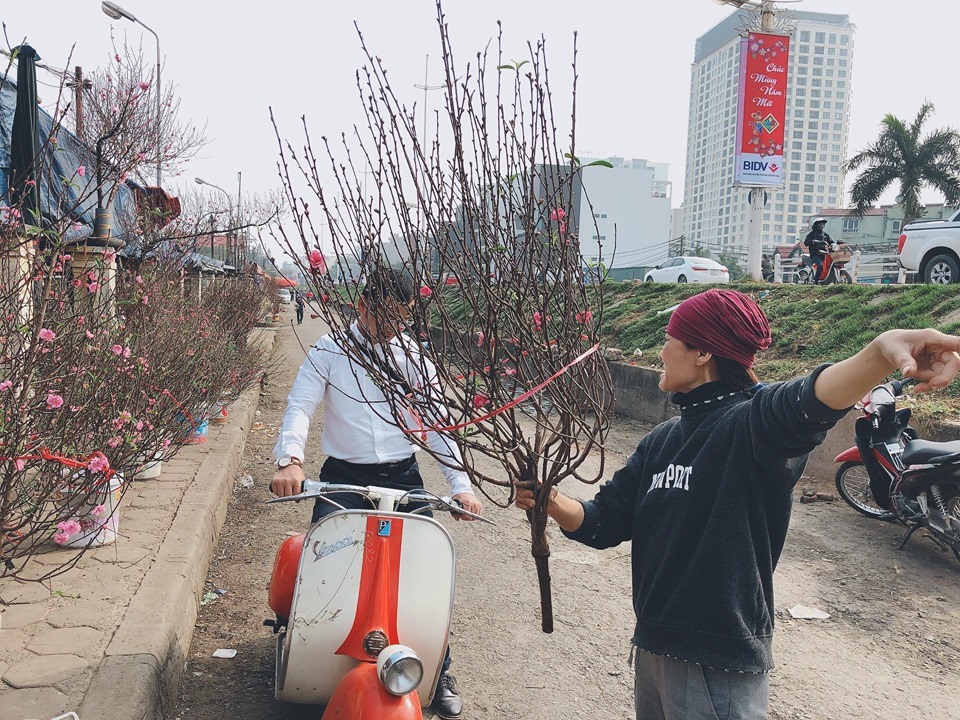 Những cành đào cỡ vừa sẽ là lựa chọn của nhiều khách hàng.