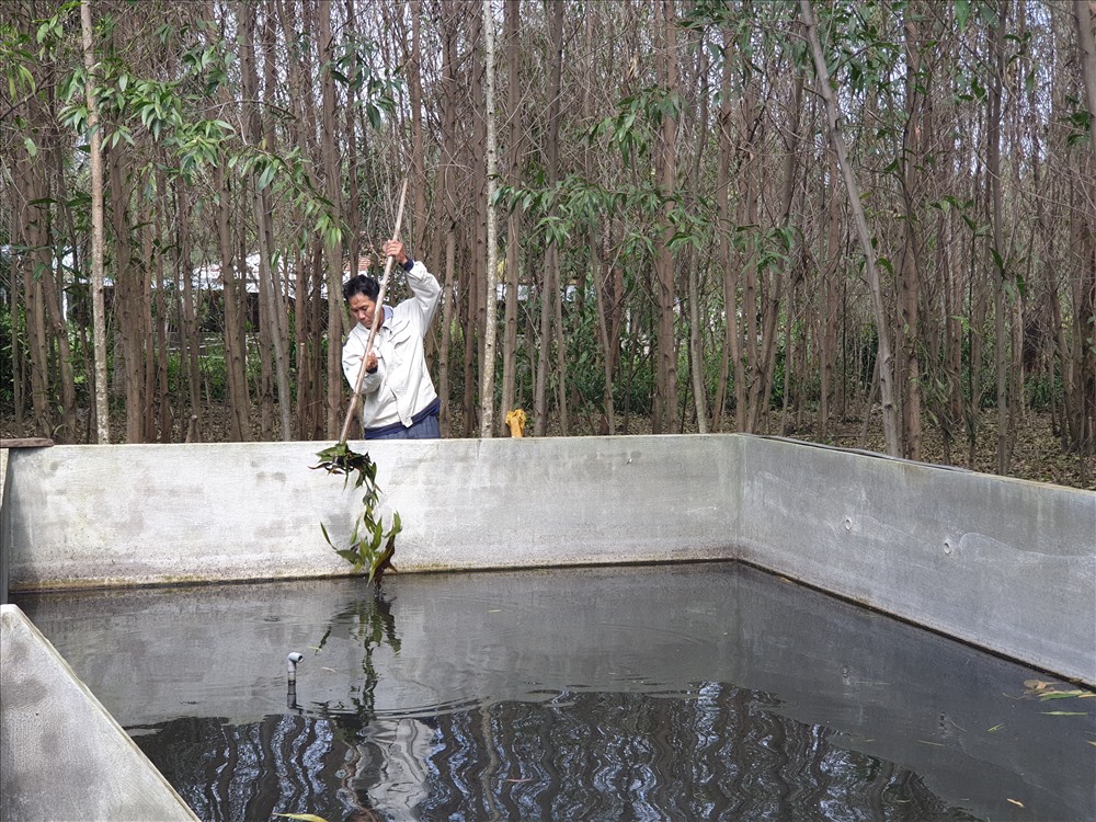 Ông Nguyễn Trung Thành phát hiện hồ cá sau một đêm bỗng nước biến thành màu đen. Ảnh: H.N