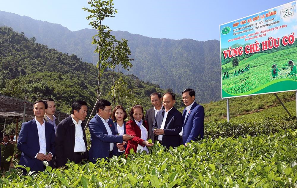 Phó Thủ tướng Phạm Bình Minh thăm hợp tác xã chè La Bằng - Ảnh: VGP/Hải Minh