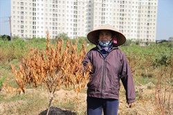 Nghìn gốc đào chết khô, người trồng đào "khóc ròng" khi Tết đến gần