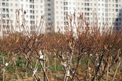 Vụ hàng nghìn gốc đào bỗng chết khô ở Hà Nội: ''Hỗ trợ dân 35 nghìn/1 cây''