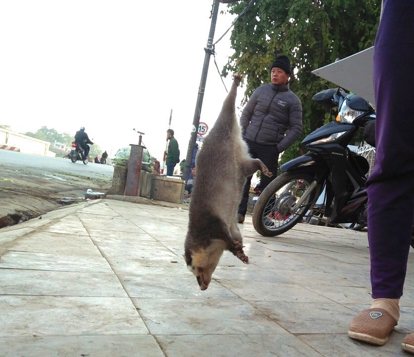Con cầy này được người bán cho biết là đồ rừng hoang dã vừa bẫy được đêm qua, con vật bị gẫy chân rất thê thảm, bày bán ngay ở nơi đô hội nhất của thành phố tỉnh lỵ Cao Bằng, ngày 6/12/2019. Ảnh: Tâm Am