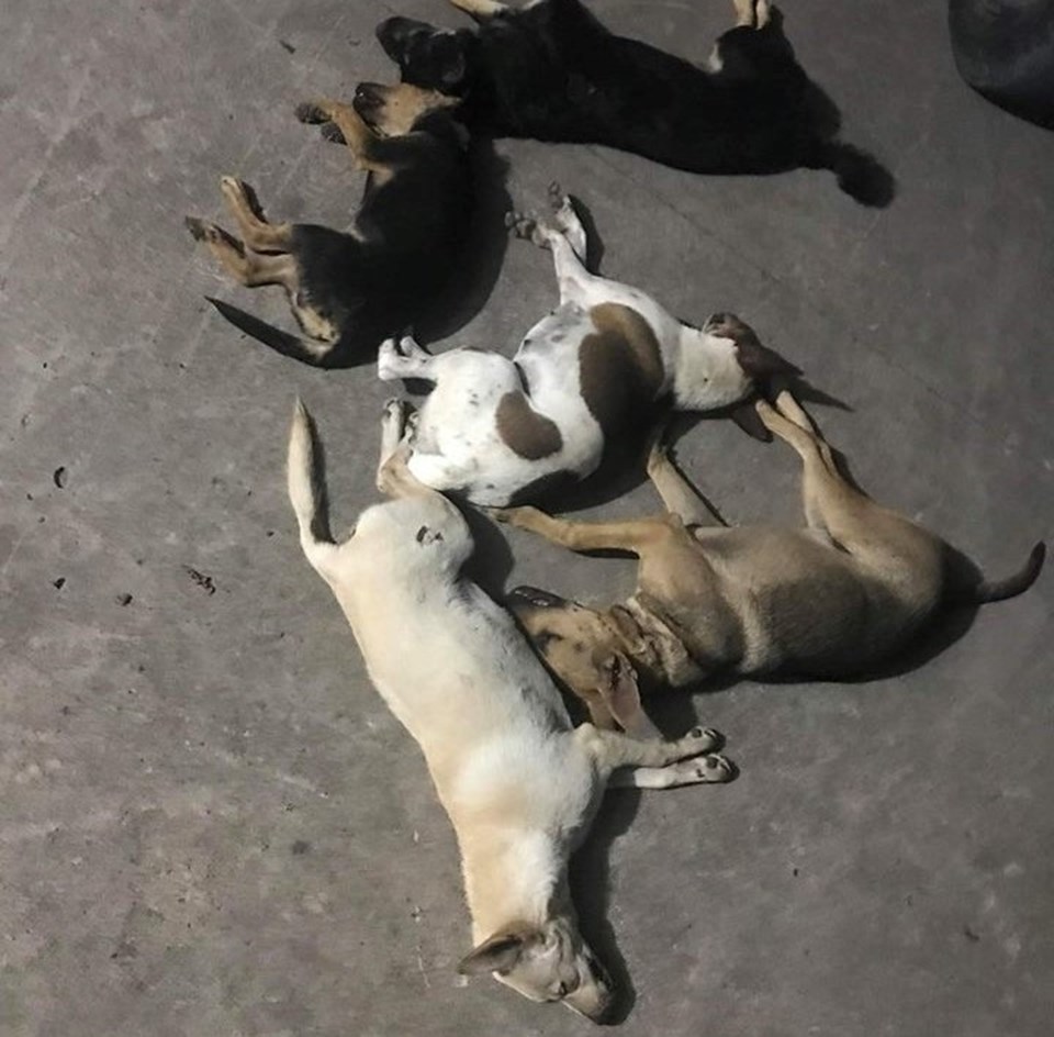 Số chó bị thu giữ khi kiểm tra các đối tượng tình nghi Số chó bị thu giữ khi kiểm tra các đối tượng tình nghi
