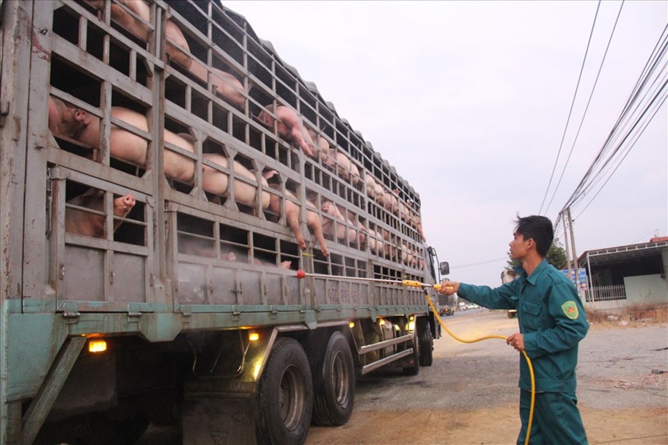 Kiểm dịch tại huyện Xuân Lộc Kiểm dịch tại huyện Xuân Lộc