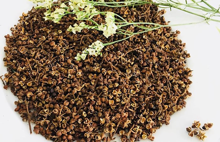 Mắc khén rừng Tây Bắc – loại gia vị tạo nên sức hút khó cưỡng của ẩm thực nơi đây.