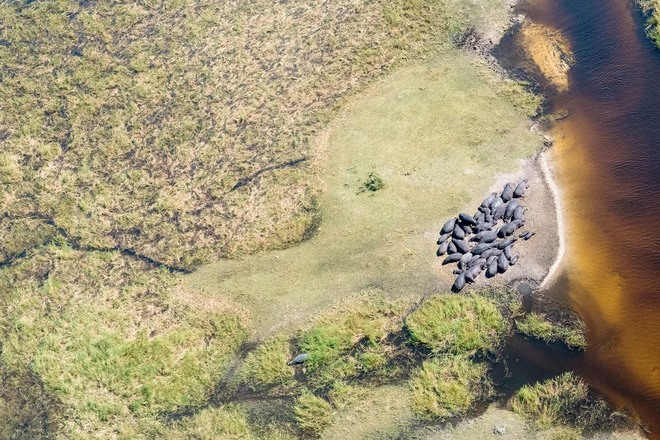 Gia đình nhà hà mã quây quần ở Moremi, Botswana.