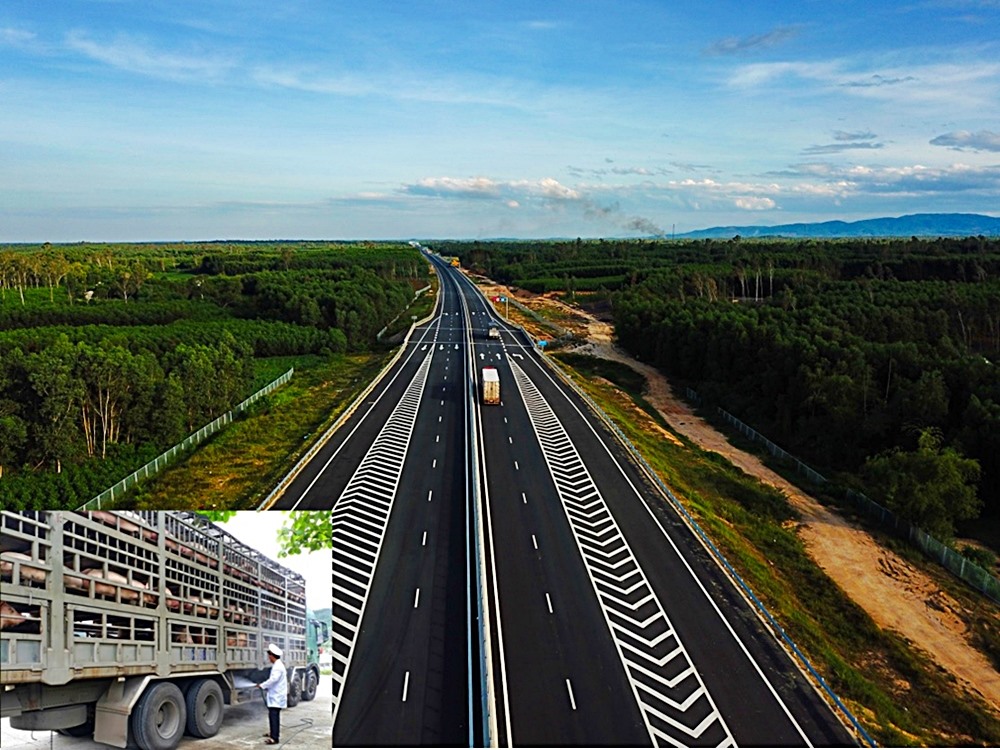 Quảng Nam thực hiện phân luông phương tiện chở lợn trên cao tốc để ngăn ngừa dịch tả lợn Châu Phi. Ảnh: Đ.V