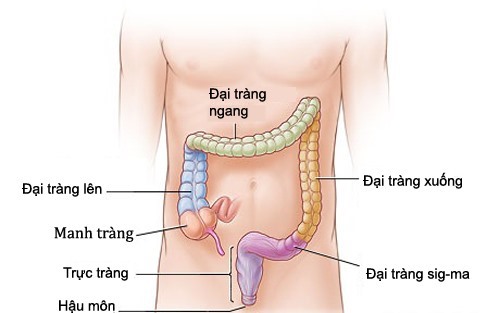 Vị trí trực tràng trong cơ thể.