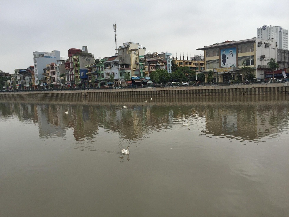 Hình ảnh đàn thiên nga dưới sông tạo hình ảnh đẹp cho khu phố mới được chỉnh trang lại tại Hải Phòng