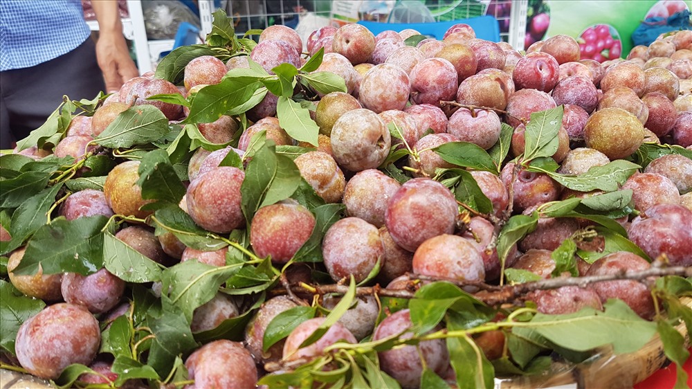 Mận hậu Sơn La. Ảnh: Kh.V