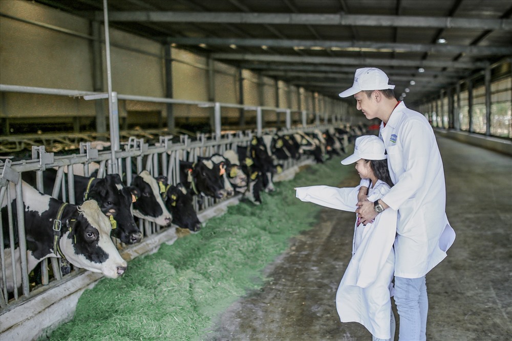 Chuồng nuôi quy mô lớn với hệ thống làm mát tự động do Vinamilk phát triển giúp những cô bò sống thoải mái như ở quê hương ôn đới mát mẻ của mình.