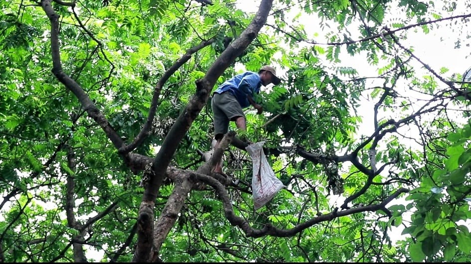 Dù cây sấu rất cao nhưng không ai mang thiết bị bảo hộ để đảm bảo an toàn.