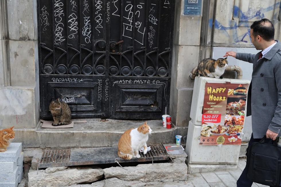  Mèo tự do đi lại trong thành phố. Ảnh: Reuters