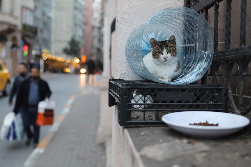 Những con mèo được chăm sóc đầy đủ chỗ ăn, chỗ ở. Ảnh: Reuters