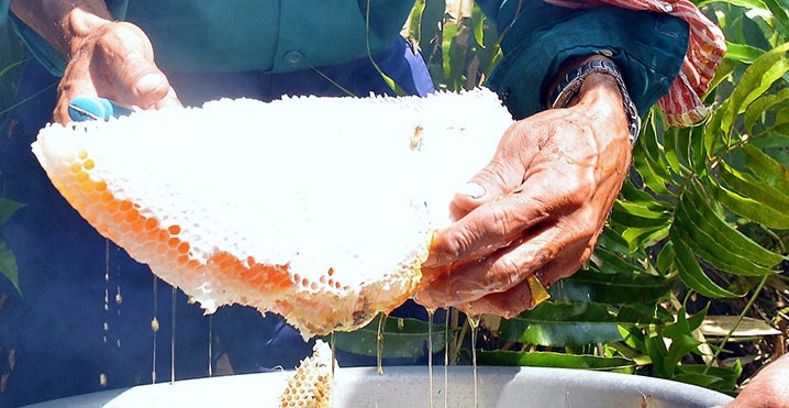 Lấy mật (ảnh T. Hiếu)